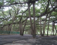 Banyan Tree, Indian Banyan