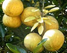 Bengal Quince, Bael fruit