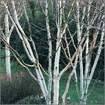 Himalayan Birch, Birch Tree