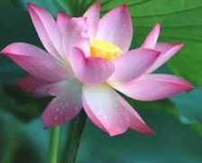 Lotus, Indian lotus