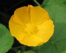 Indian Abutilon, Indian Mallow