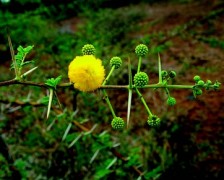 Gum Acacia