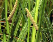 Sweet Flag, Beewort, Calamus Root, Sea Sedge, Sweet Cinnamon, Sweet Grass, bitter pepper root