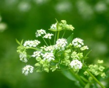 Marsh parsely, Fir-Leafed celery