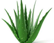 Aloe Vera, Barbadas Alo