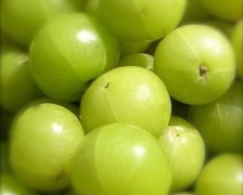 Amla, Indian Gooseberry