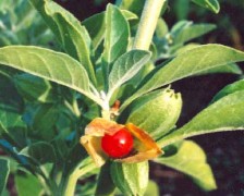 Ashwagandha, Winter Cherry