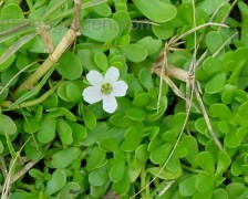 Bacopa