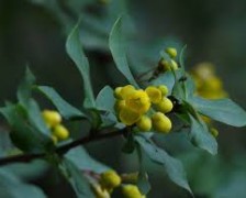 Barberry