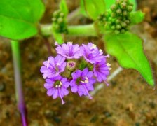 Red Hogweed