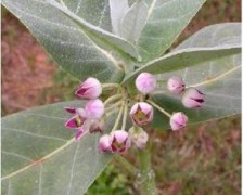 Apple of Sodom, Madar Tree