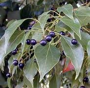 Camphor Tree