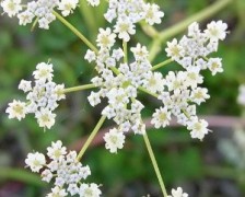 Caraway, Black Caraway