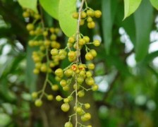 Black Oil Plant, Climbing Staff Tree