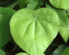 Abuta, Velvet Leaf, Barbasco