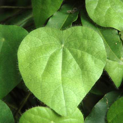 Abuta, Velvet Leaf, Barbasco