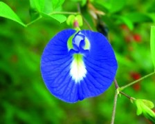 Asian Pigeonwings, Butterfly Pea, Cardofan Pea, Winged Leave Clitoria