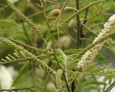 Catechu, Cachou, Cutch tree, Black Cutch, Black Catechu.