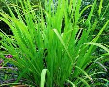 Palmarosa, Gingergrass, Indian Geranium