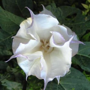 Devils Trumpet, Metel, Thorn Apple