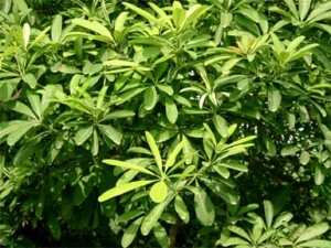 Dita Tree, Blackboard Tree, Indian Devil Tree, White CheeseWood