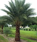 Date Palm, Dried Dates,