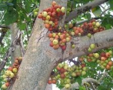 Cluster Fig Tree, Indian Fig Tree