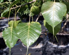 Sacred Fig, Peepal Tree