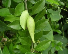 Gymnema Sylvestre