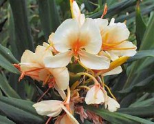 Spiked ginger lily