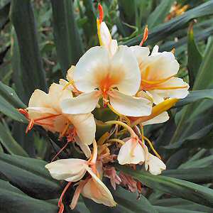 Spiked Ginger Lily Herb Finder At Tattva S Herbs