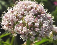 Indian Valerian