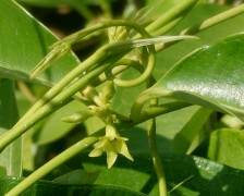 Indian sarsaparilla