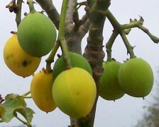 Jatropha, Physic Nut, Buddha Belly Plant, Purging Nut