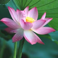  Lotus, Indian lotus