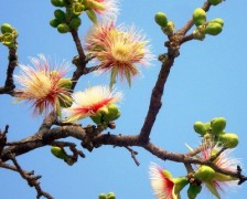 The Indian Butter Tree