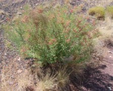 Manna, Camel Thorn, Persian Manna Plant