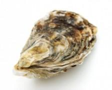 Oyster