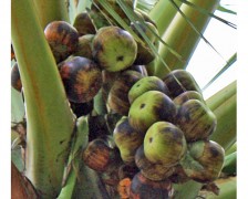 Asian Palmyra Palm, Toddy Palm, Sugar Palm