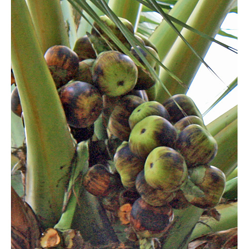 Asian Palmyra Palm Toddy Palm Sugar Palm Herb Finder At Tattva S Herbs,Buckwheat Pancakes