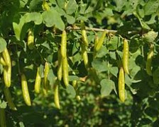 Pigeon Pea