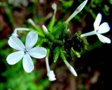 Leadwort, Ceylon Leadwort, Doctor Bush