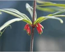 Solomons Seal, Mahameda, Coiling leaf Polygonatum