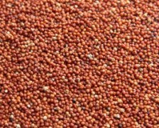 Ragi