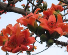 Gum of silk cotton tree