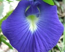 Bindweed, Morning glory, English speedwheel