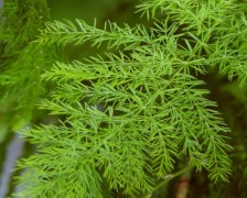 Bacopa