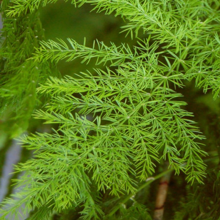 Image of Asparagus herb