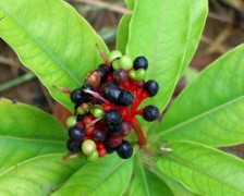 Indian Snakeroot