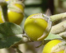 Yellow Fruit Nightshade